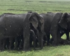 Elefantenrudeln. Quelle: Screenshot YouTube