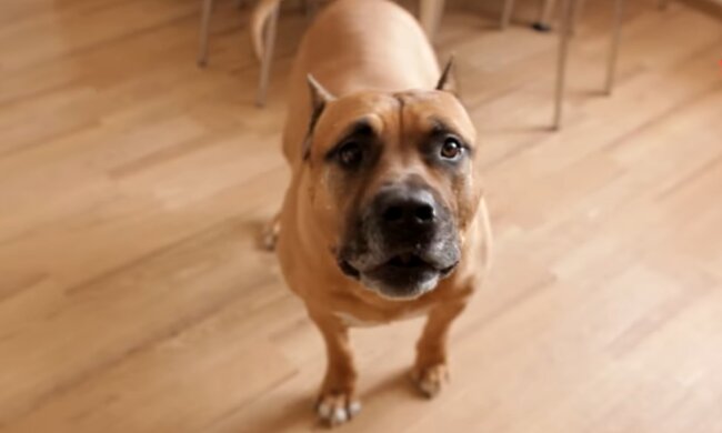 Staffordshire-Terrier. Quelle: Screenshot Youtube