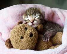 kitten-and-toy-768×429-1 (1)