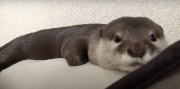 Otter. Quelle: Screenshot YouTube