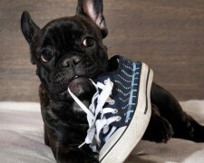 Der Mann fand jeden Morgen Geld in seinen Schuhen: ein Hund brachte es mit