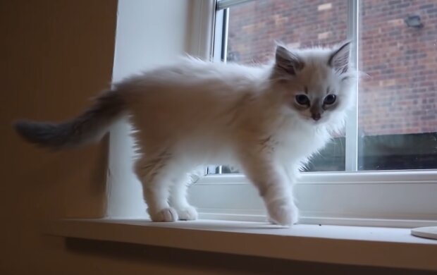 Weiße Katze. Quelle: YouTube Screenshot