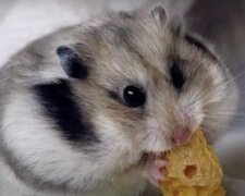Hamster. Quelle: Screenshot YouTube