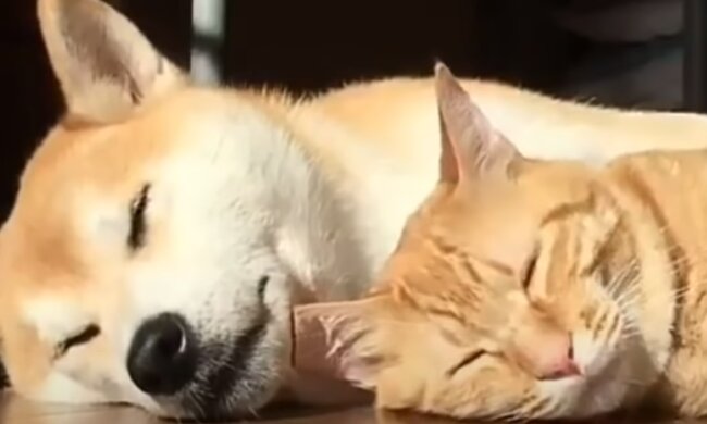 Ungewöhnliche Freundschaft zwischen zwei Tieren. Quelle: YouTube Screenshot