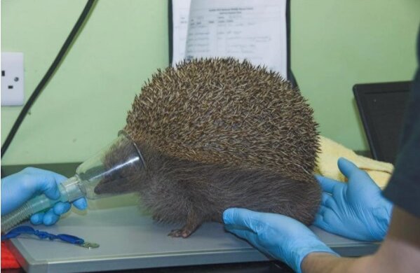 Es wurde bekannt, warum ein Igel nicht aus dem Wald genommen werden sollte