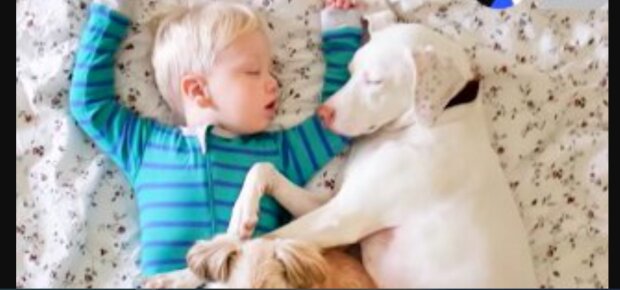 Freunde kommen zur Rettung: Die Freundschaft mit dem einjährigen Kind macht den Hund wieder gesund
