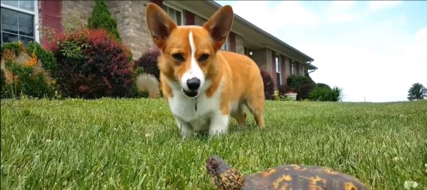 Corgi. Quelle: Youtube Screenshot