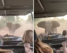 Frauen fuhren im Auto, als ein wütender Elefant auf die Straße kam