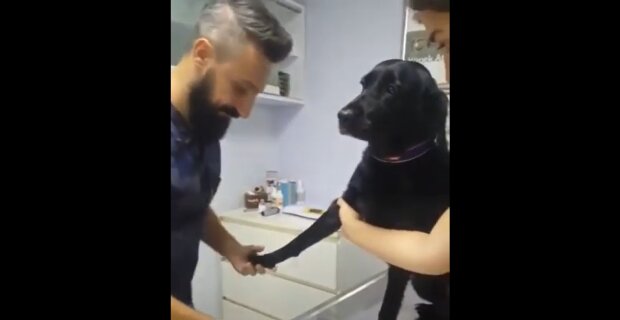 Besuch beim Tierarzt. Quelle: Youtube Screenshot