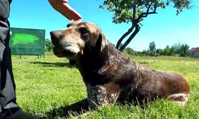 Langer Weg nach Hause. Quelle: Screenshot YouTube