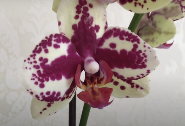 Orchideen. Quelle: Screenshot YouTube