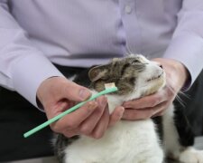 Zähneputzen bei Katzen? Quelle: Youtube Screenshot