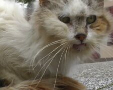 Eine streunende Katze. Quelle: Youtube Screenshot