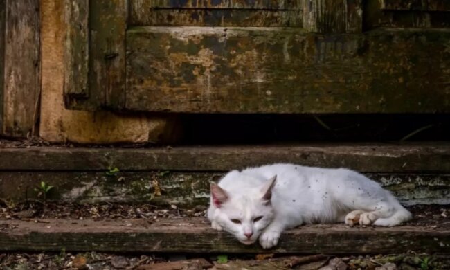 Weiße Katze kroch mit den Vorderpfoten zu einem Mann, bat um Hilfe, und er heilte sie