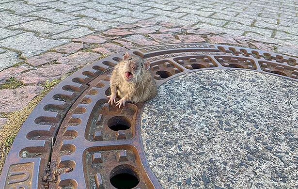In Deutschland blieb eine Ratte in einer Luke stecken: Ohne die Hilfe von Feuerwehrleuten konnte sie nicht zurechtkommen