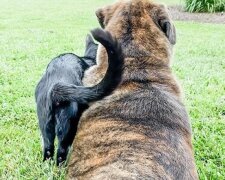 Wie eine Katze, die nicht sehen kann, und ein großer Hund beste Freunde werden