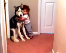 Das verängstigte Kind rannte zu dem Hund und der Husky benahm sich wie ein echter Beschützer