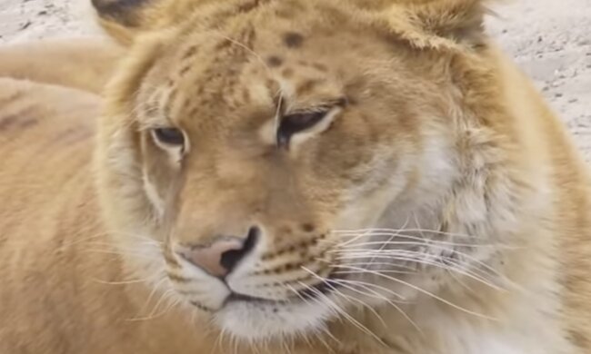 Große Katze. Quelle: Screenshot YouTube