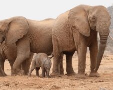 Elefantenmutter bringt ihr neugeborenes Baby zu den Menschen, die ihr das Leben gerettet haben
