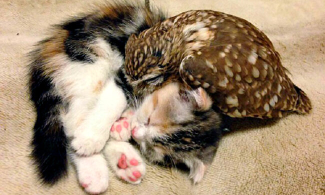 Untrennbare Freunde: Wie ein Kätzchen und eine Eule Zeit miteinander verbringen