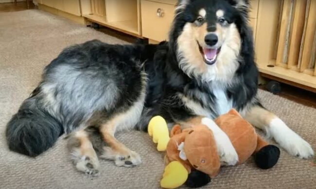 Der Hund. Quelle: Screenshot YouTube