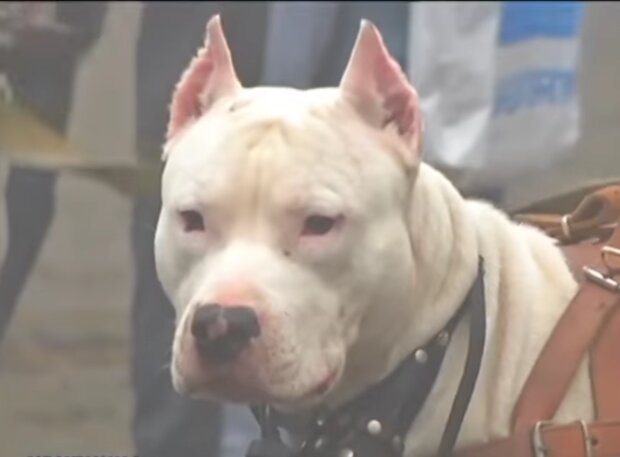 Besonderer Hund sehnte sich im Tierheim: Er wurde adoptiert, aber die Polizei kam zu seinen Besitzern, Details