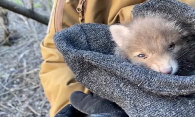 Das Fuchsbaby. Quelle: Screenshot YouTube