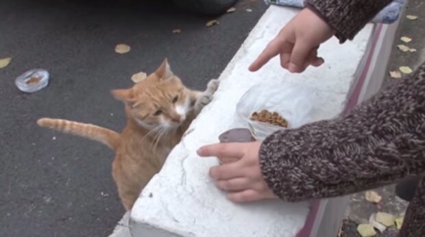 Vorsichtsmaßnahmen: Warum die Katze von Passanten nur das Futter nimmt, das in einer Tüte verpackt ist