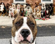 Organisation, die Hundespaziergänge durchführt, macht die coolsten Selfi-Fotos von Hunden: Besitzer sind begeistert