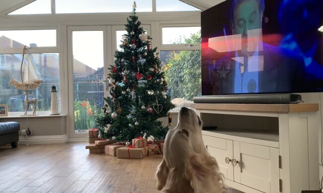 Der Hund singt vor dem Fernseher. Quelle: Screenshot YouTube