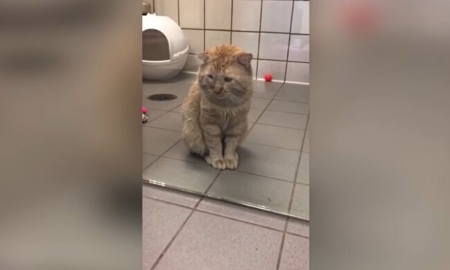 Bruce Willis, der Kater. Quelle: Youtube Screenshot