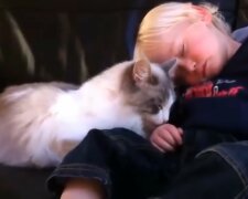 Die flauschige Ärztin: wie eine Katze einem Jungen hilft, seine Angst zu bewältigen