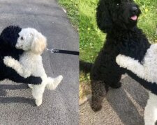 Hunde. Quelle: ridus.com
