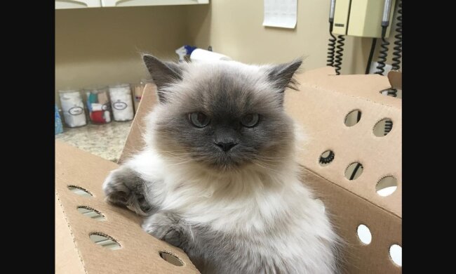 Miss Molly. Quelle: wamiz