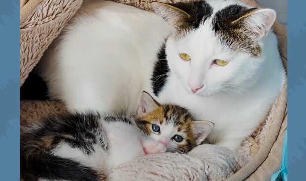 Katze und Kätzchen. Quelle: YouTube Screenshot