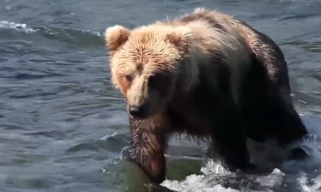 Bärin. Quelle: Screenshot Youtube