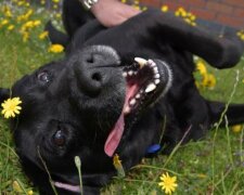 Mit seinem Verschwinden half der Hund seinem Besitzer, seine Geliebte im Internet zu treffen und eine Familie zu gründen