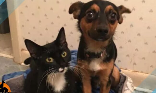 Neugebackene Freunde. Quelle: Screenshot YouTube