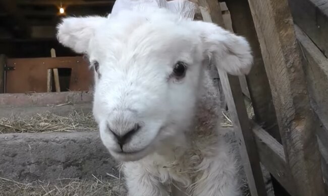 Charmanter Rebell. Quelle: Screenshot YouTube