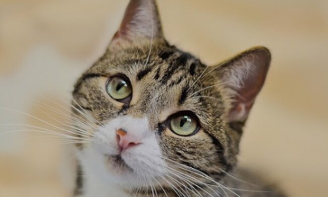 "Sie ist die einzige von 60 Katzen, die das kann": Ein Tierheimbesitzer zeigte eine Katze, die sich selbst Wasser einschenkt