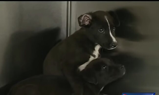 Zwei Welpen. Quelle: Youtube Screenshot