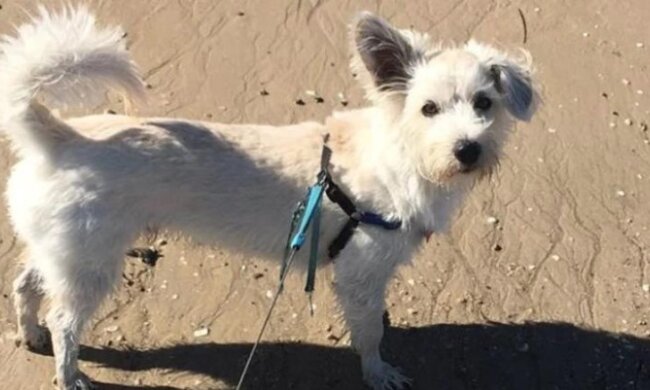 Ein Passant rettete den Hund, indem er ihn direkt am Strand künstlich atmete