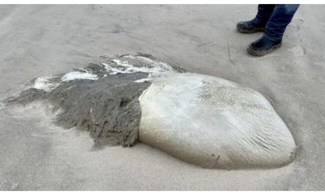 "Medusa" vor der Küste gefunden. Quelle:Oregon Coast Beach Connection