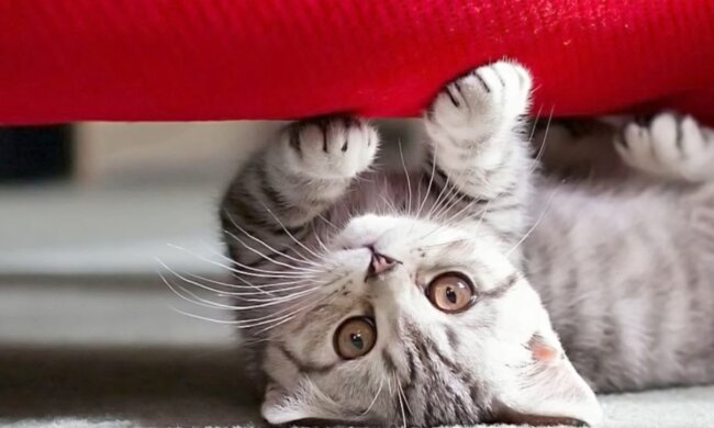 Das Haustier hat seinen Besitzer gewählt. Quelle: Screenshot YouTube