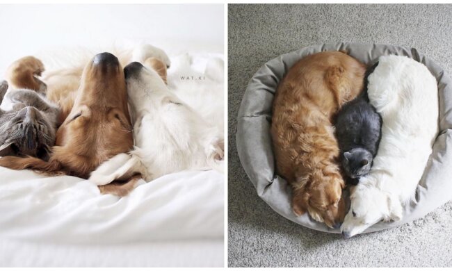 Watson, Kiko und Harry. Quelle: Screenshot