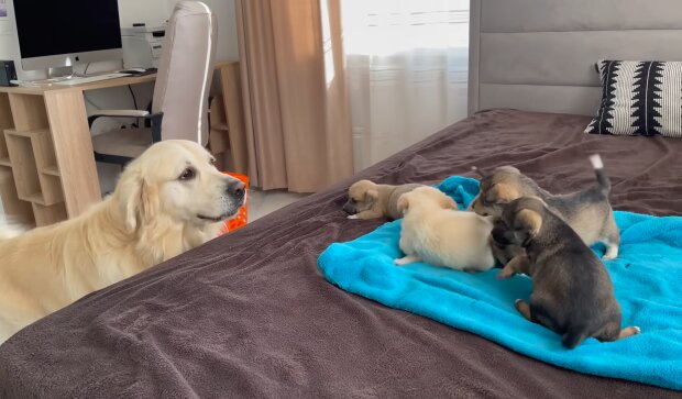 Labrador Jerry und seine niedlichen Welpen. Quelle: Youtube Screenshot