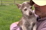 Chihuahua taucht nach 8 Jahren auf. Quelle: Youtube Screenshot