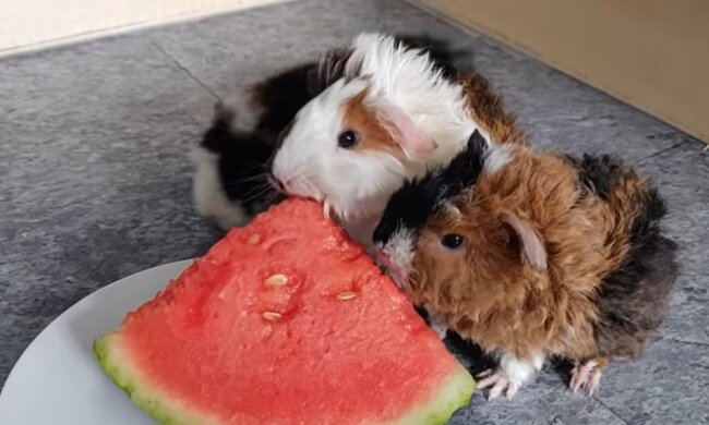 Meerschweinchen. Quelle: Youtube Screenshot