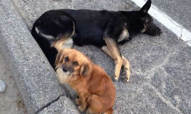 Ein echter Verteidiger: wie der Hund die Aufmerksamkeit der Menschen auf eine trächtige Schäferhündin zog