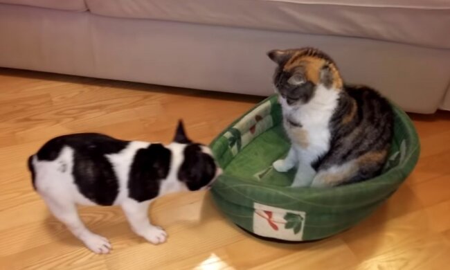 Ein kleiner Welpe versucht, einer gleichgültigen Katze sein Bett abzunehmen